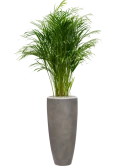 Dypsis (Areca) lutescens in Baq Nucast Grond (Vulkastrat)