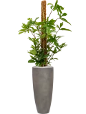 Philodendron pedatum in Baq Nucast Grond (Vulkastrat)