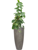 Tetrastigma voinierianum in Baq Nucast Grond (Vulkastrat)