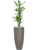 Dracaena fragrans 'Burundii' in Baq Nucast Grond (Vulkastrat)
