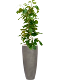 Tetrastigma voinierianum in Baq Nucast Hydrocultuur