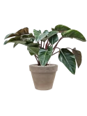 Philodendron 'Red Beauty' in Terra Cotta Grond (Vulkastrat)