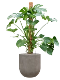 Monstera deliciosa in Baq Nucast Grond (Vulkastrat)