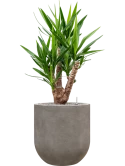 Yucca elephantipes in Baq Nucast Grond (Vulkastrat)