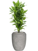 Dracaena fragrans 'Cintho' in Baq Polystone Coated Plain Grond (Vulkastrat)