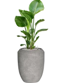 Strelitzia nicolai in Baq Polystone Coated Plain Grond (Vulkastrat)