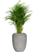 Dypsis (Areca) lutescens in Baq Polystone Coated Plain Grond (Vulkastrat)