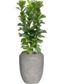 Ficus lyrata 'Bambino' in Baq Polystone Coated Plain Hydrocultuur