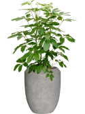 Schefflera actinophylla 'Amate' Baq Polystone Coated Plain Hydrocultuur