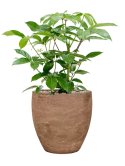 Schefflera actinophylla 'Amate' in Baq Algar Grond (Vulkastrat)