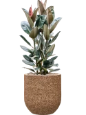 Ficus elastica 'Abidjan' in Baq Naturescast Grond (Vulkastrat) Grond (Vulkastrat)