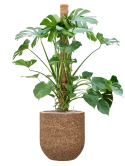 Monstera deliciosa in Baq Naturescast Grond (Vulkastrat) Grond (Vulkastrat)