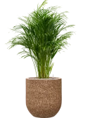 Dypsis (Areca) lutescens in Baq Naturescast Grond (Vulkastrat) Grond (Vulkastrat)