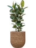 Ficus elastica 'Robusta' in Baq Naturescast Grond (Vulkastrat) Grond (Vulkastrat)
