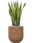 Sansevieria trifasciata 'Laurentii' in Baq Naturescast Grond (Vulkastrat) Grond (Vulkastrat)