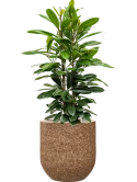 Ficus cyathistipula in Baq Naturescast Grond (Vulkastrat)