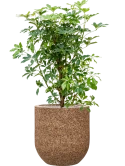 Schefflera arboricola 'Compacta' in Baq Naturescast Grond (Vulkastrat) Grond (Vulkastrat)