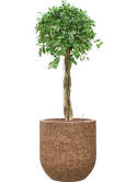 Ficus microcarpa 'Nitida' in Baq Naturescast Hydrocultuur