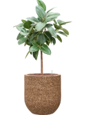 Ficus elastica 'Robusta' in Baq Naturescast Hydrocultuur