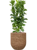 Ficus lyrata 'Bambino' in Baq Naturescast Hydrocultuur Hydrocultuur