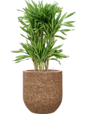 Dracaena fragrans 'Riki' in Baq Naturescast Hydrocultuur