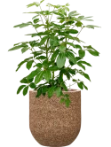Schefflera actinophylla 'Amate' in Baq Naturescast Hydrocultuur