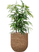 Ficus binnendijkii 'Amstel King' in Baq Naturescast Hydrocultuur