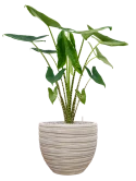 Alocasia zebrina in Baq Tornado Grond (Vulkastrat)