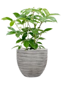 Schefflera actinophylla 'Amate' in Baq Tornado Grond (Vulkastrat)