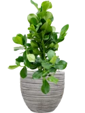 Clusia rosea in Baq Tornado Grond (Vulkastrat)
