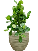Clusia rosea in Baq Tornado Grond (Vulkastrat)