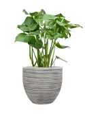 Monstera deliciosa in Baq Tornado Grond (Vulkastrat)