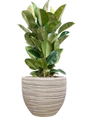 Ficus elastica 'Robusta' in Baq Tornado Grond (Vulkastrat)