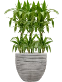 Dracaena fragrans 'Janet Craig' in Baq Tornado Grond (Vulkastrat)