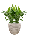 Spathiphyllum 'Sweet Lauretta' in Baq Tornado Grond (Vulkastrat)