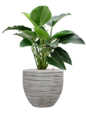 Philodendron 'Green Beauty' in Baq Tornado Grond (Vulkastrat)