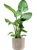 Strelitzia nicolai in Terra Cotta Grond (Vulkastrat)