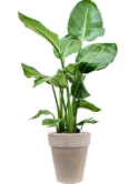 Strelitzia nicolai in Terra Cotta Grond (Vulkastrat) Grond (Vulkastrat)