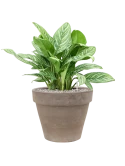 Aglaonema 'Stripes' in Terra Cotta Grond (Vulkastrat) Grond (Vulkastrat)