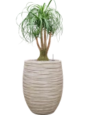 Beaucarnea recurvata in Baq Tornado Grond (Vulkastrat)