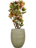 Croton (Codiaeum) variegatum 'Petra' in Baq Tornado Grond (Vulkastrat) Grond (Vulkastrat)