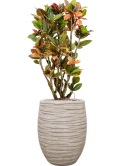 Croton (Codiaeum) variegatum 'Petra' in Baq Tornado Grond (Vulkastrat) Grond (Vulkastrat)