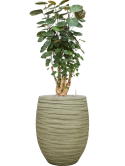 Aralia (Polyscias) 'Fabian' in Baq Tornado Grond (Vulkastrat)