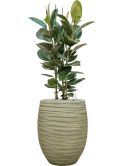Ficus elastica 'Robusta' in Baq Tornado Grond (Vulkastrat) Grond (Vulkastrat)