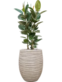 Ficus elastica 'Robusta' in Baq Tornado Grond (Vulkastrat) Grond (Vulkastrat)