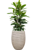 Ficus cyathistipula in Baq Tornado Grond (Vulkastrat)
