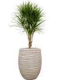Dracaena marginata in Baq Tornado Grond (Vulkastrat) Grond (Vulkastrat)