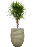 Dracaena marginata in Baq Tornado Grond (Vulkastrat) Grond (Vulkastrat)
