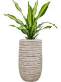 Dracaena fragrans 'Burley' in Baq Tornado Grond (Vulkastrat)