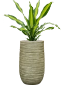 Dracaena fragrans 'Burley' in Baq Tornado Grond (Vulkastrat)